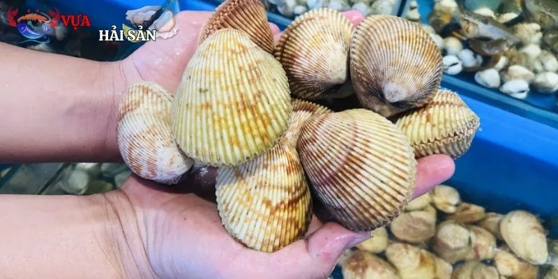 Tìm hiểu chung thông tin và điểm nhận dạng sò dương bi