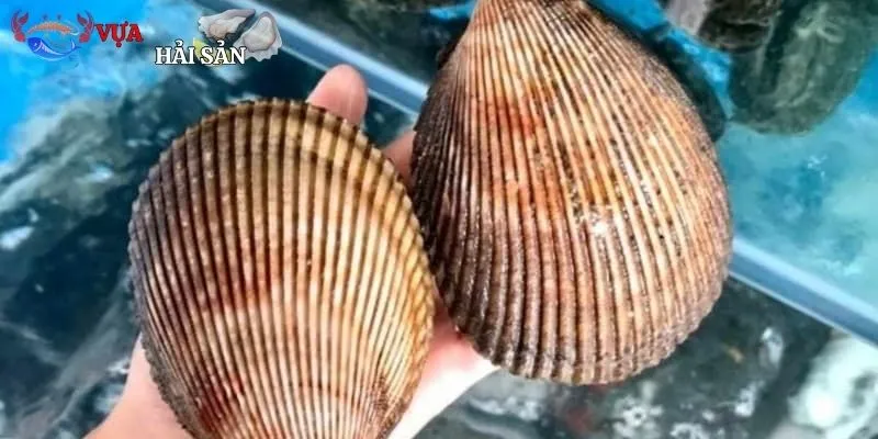 Sò Dương Bi